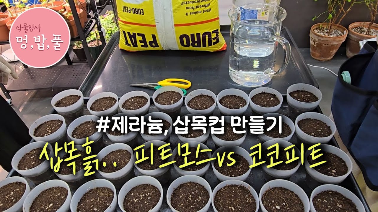 제라늄,삽목 흙 어떤것이 좋을까  #삽목컵만들기 #코코피드상토 #멍밥풀삽목