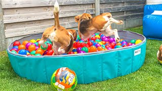 CUte Puppies Ball Pit Party  Ft.Louie &amp; Marie
