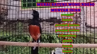 Murai Batu Gacor Muntah Isiansiap Buat Masteran Para Penggemar Kicau Mania