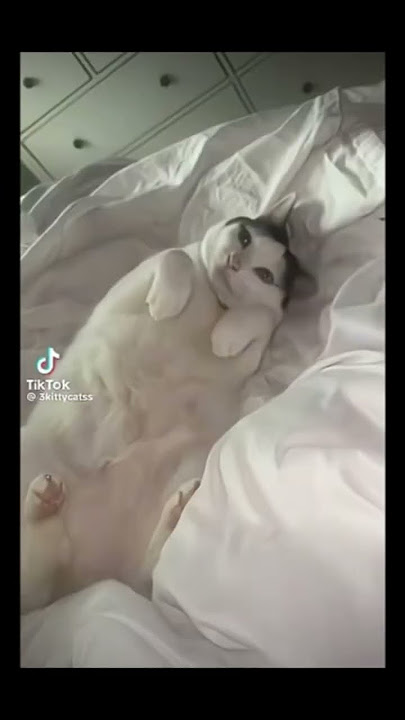 Viral cat 🐱 video #trending #cat