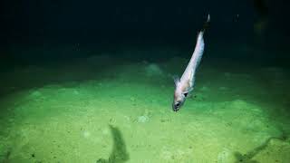 Monitoring Deep-Sea Recovery with Autonomous Imaging: University of Rhode Island Lander Footage