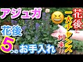 【宿根】アジュガの花後の5つのお手入れ👋/ アジュガを100倍楽しむなら、花後の時期を逃すな‼️/ 1番簡単に増やせる時期も花後、株を元気に保つには〇〇を調整するべし😎【ガーデニング】