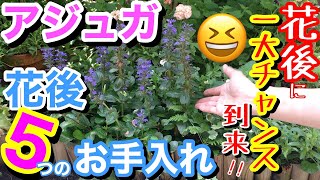 【宿根】アジュガの花後の5つのお手入れ/ アジュガを100倍楽しむなら、花後の時期を逃すな‼/ 1番簡単に増やせる時期も花後、株を元気に保つには〇〇を調整するべし【ガーデニング】