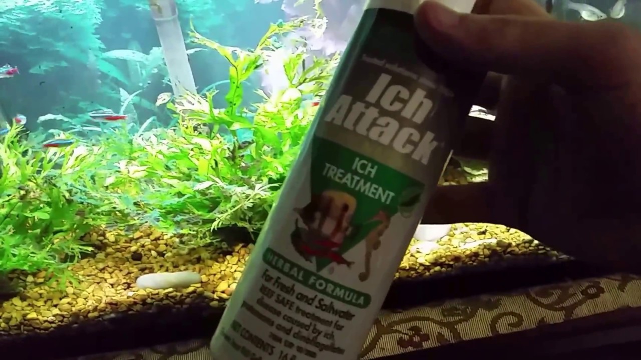 kordon ich attack reef safe