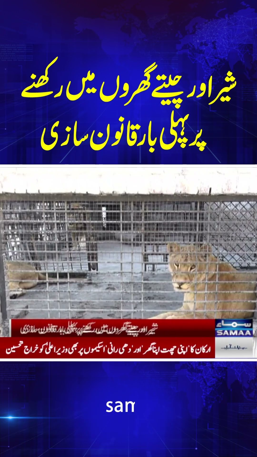 For the first time, legislation has been introduced on keeping lions and cheetahs at home.