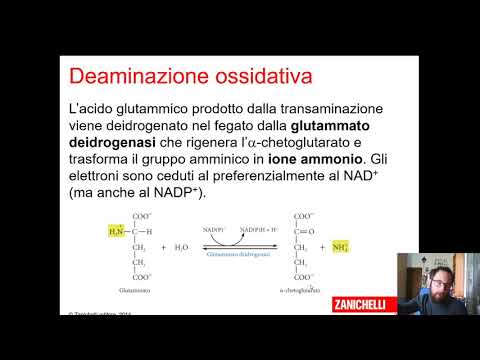 Video: Come Avviene Il Metabolismo Delle Proteine?