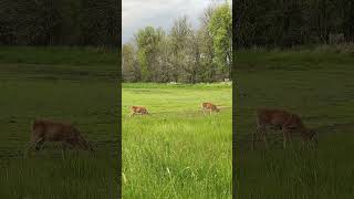 Grazing deer.                                           #nature #wild #shorts #youtubeshorts