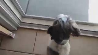 Oreo The Dog 🐶 BECOMES A SPY 🤐!!!