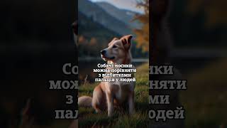 Цікавий факт про Собак  #факти #facts #наука #собаки