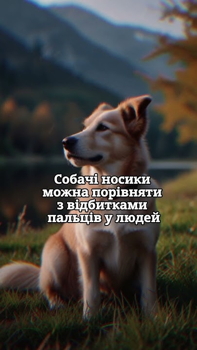 Цікавий факт про Собак #факти #facts #наука #собаки - YouTube