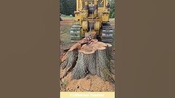 Massive Tree Stump Split Open Instantly #shorts