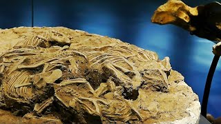 澄江化石地：“20世纪最惊人的发现之一”