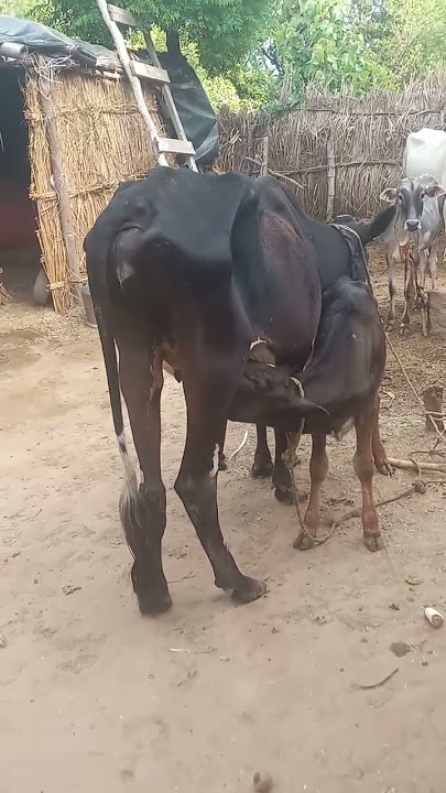 #gay#aur#gay#ka#baccha#shorts#viral#video#trending#ytshorts#comedy#video#