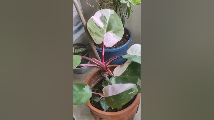 #philodendron  #pinkprincess