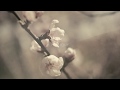 Onix&More Casa dolce Casa — видео