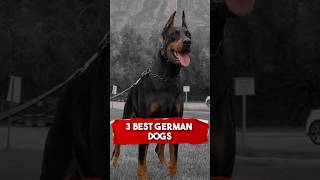 Three Best German Dog Breeds 🥰 🇩🇪 #animals #fyp #richyanimals #dog #german