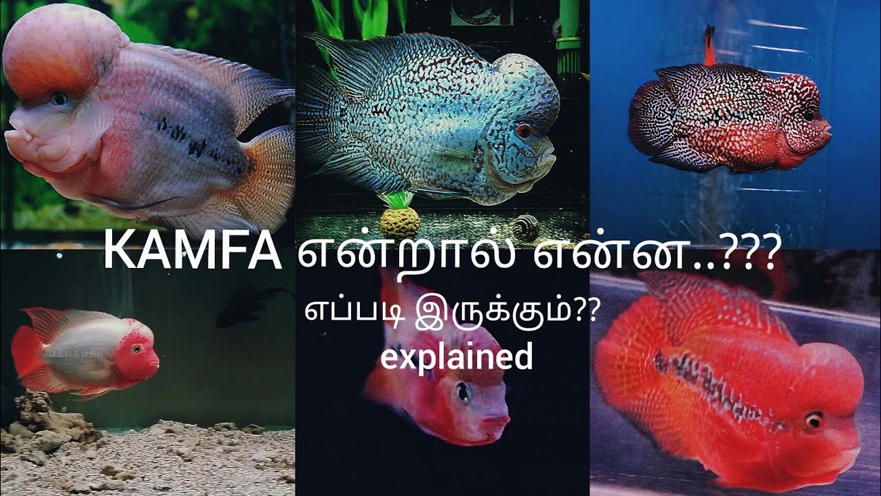 What is KAMFA.?? -Eshwar Gandhi-தமிழ்-What makes a KAMFA-How to identify a KAMFA??? -E.G.Aquatics