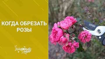 Когда обрезать розы