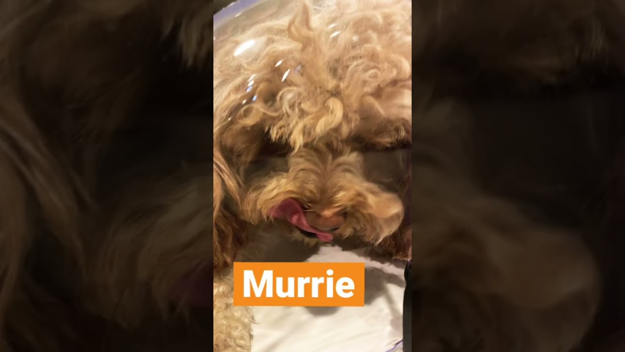 Murrie