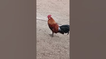 gà rừng tay trắng cho ae ik mồi qaib dib nawb nyiam nug tau