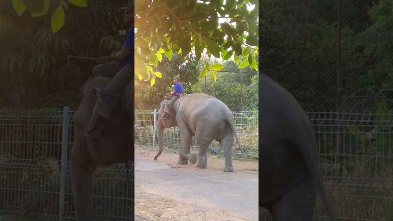 #elephant #baffalo #animals #ควายงาม #ช้าง 