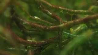Creatures - Grazing Among Chaetomorpha Algae