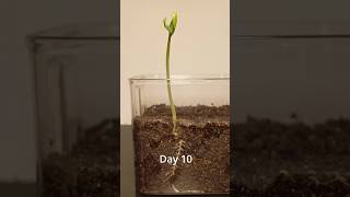 Watermelon Seed Growth – Day 6 to Day 10 🌱🍉 Time Lapse #timelapse #watermelon #plants #shorts