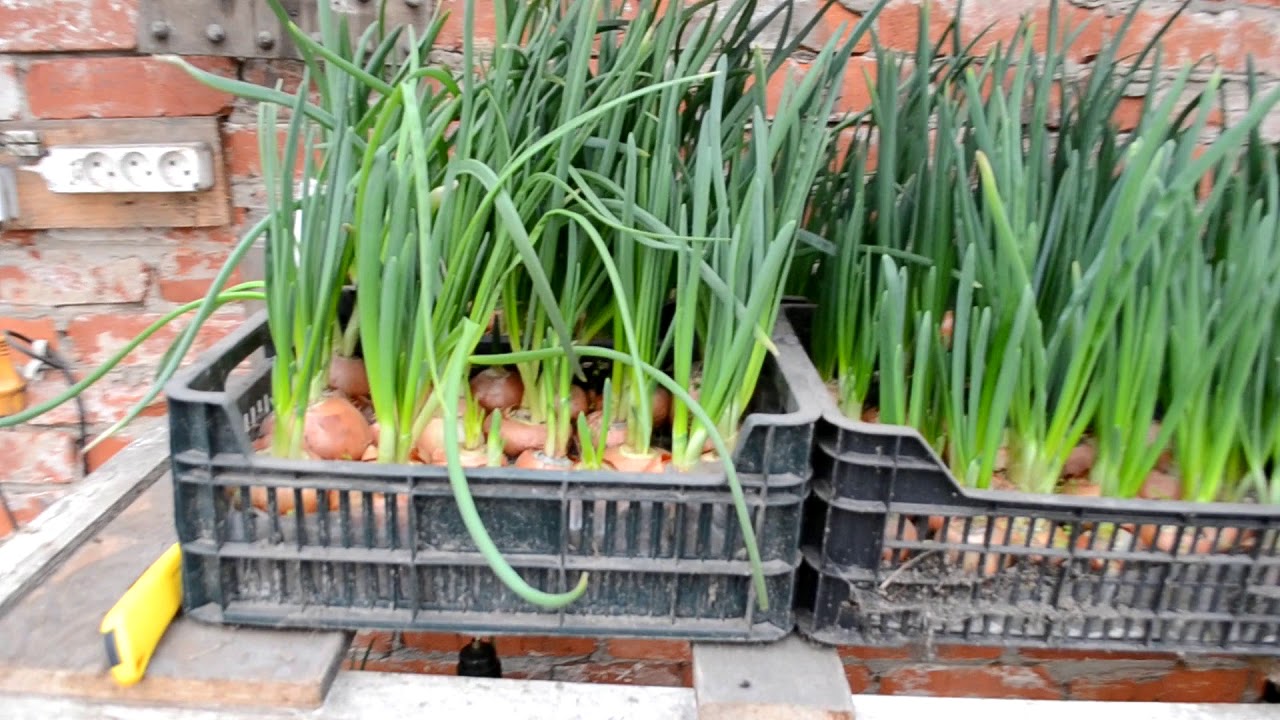 Выгонка лука на перо