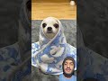 Any guesses?#yodajjeom #colormixing #cutedog