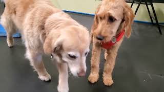 Puppy Parties June 24
