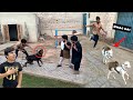 Chunu jimmy ko ly ka bhag gea  rottweiler ny attack kr dea 