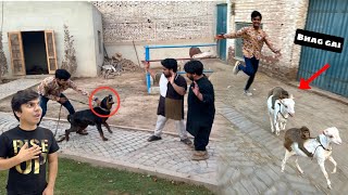 Chunu Jimmy Ko Ly Ka Bhag Gea 😱 Rottweiler Ny Attack Kr Dea 😰