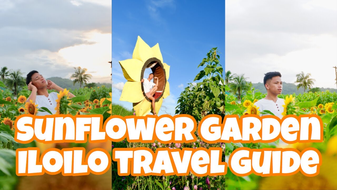 Sunflower Garden, Iloilo Travel Guide YouTube