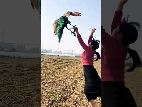 Amazing Peacock is flying. #shortvideo #peacock #animals #bangla