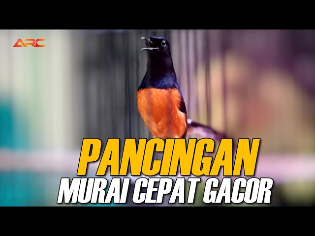 PANCINGAN EMOSI MURAI BATU CEPAT GACOR | AUDIO HD class=