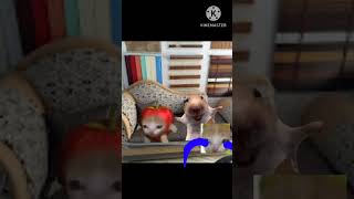 apple cat & the ghost watch reverse Time 😺♥️ #catmemes #cat #shorts #fyp #bananacat