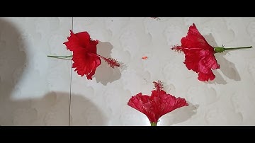 NAGMANI AVAILABLE ORIGINAL REAL FLOWER TEST CALL ME 9850478643 RUBY ROY