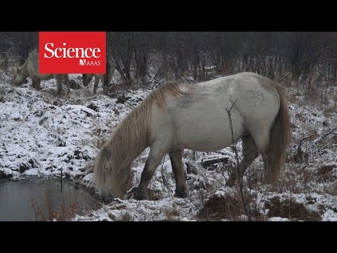 Video: Mineralske Ressourcer I Sibirien