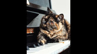 Британский котенок черного черепахового окраса Тайра из питомника. Британский котенок черного черепахового окраса Тайра из питомника.