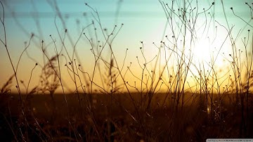 تلاوة محبرة لسورة نوح بصوت الحنجرة الغانية الذهبية محمود إدريس | مقام البيات