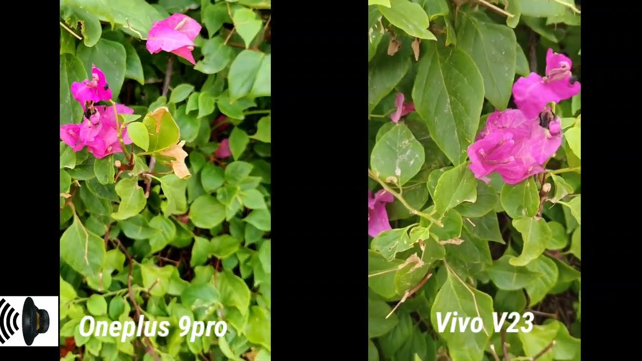 Vivo V23 vs OnePlus 9 Pro Camera Test