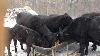 Cows Eating Grain in the Snow (February 2014)