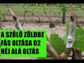 A szőlő zöldbe fás oltása 02 -  Héj alá oltás