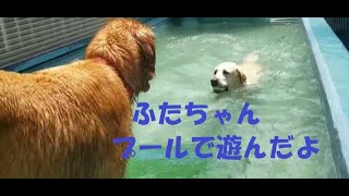 みーちゃんと三姉妹（Part 6）Mi-chan & 3sisters by 猫のメイとさつき（Satsuki & Mei） 237 views 1 year ago 2 minutes, 1 second