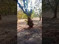 #Jungle hamare Jharkhand ka🌲🌿👌#song #ekmotahathighumechala #train