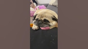 Beautiful smush face pug dog