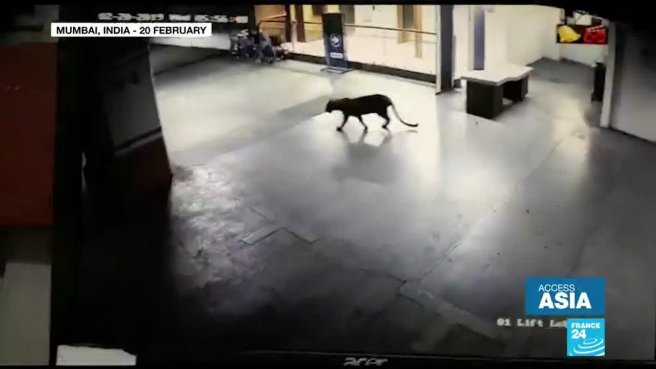 Leopard alert in India: Animal attacks on the rise in Mumbai