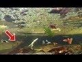 Feeding my Giant"SNAKEHEAD" Live caught 'LIZARD' | !UNDERWATER!"My Pet SNAKEHEAD" | kerala fishing