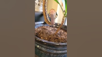 Responding to people who LOST THEIR MINDS about free-roaming snakes