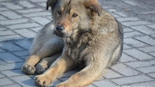 Волны моих мыслей: бродячие/бездомные собаки в Бишкеке и их отстрел. Волны моих мыслей: бродячие/бездомные собаки в Бишкеке и их отстрел.